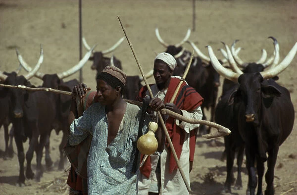 20051075. NIGERIA Sahel Farming Fulani herdsmen and longhorn cattle. Bororo Fulbe Peul
