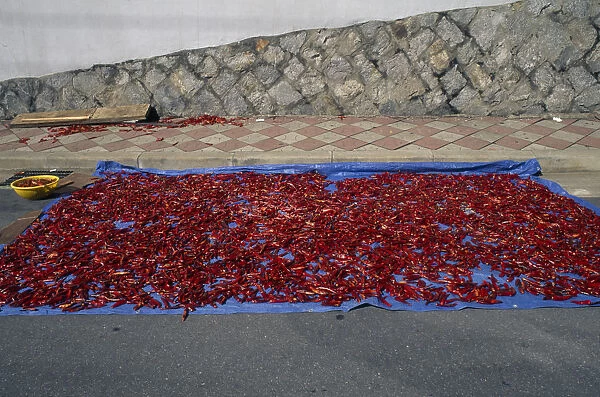 20052126. SOUTH KOREA Inchon Red chilli peppers left out to dry in the sun on pavement