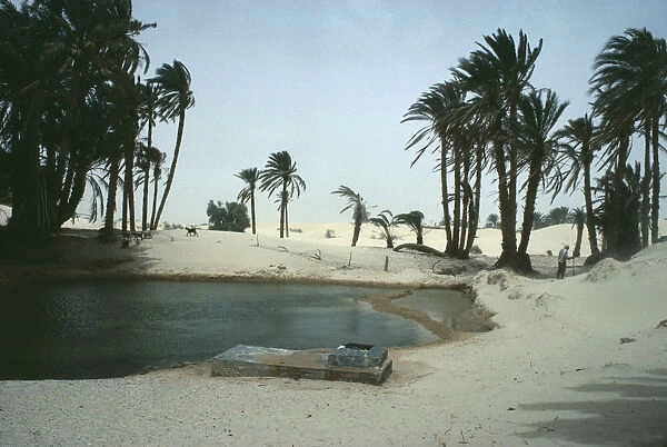 20056542. TUNISIA Douz Oasis surrounded by Palm trees