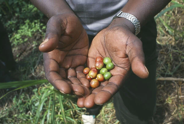 20058825. KENYA Agriculture Coffee beans held in palm of hand