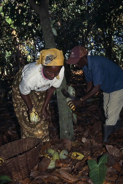 20061077. GHANA West Farming Cocoa farmer and his wife harvesting cocoa pods