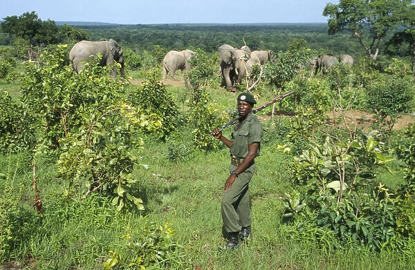 20061615. GHANA Mole National Park Armed wildlife guard with Savannah Elephants