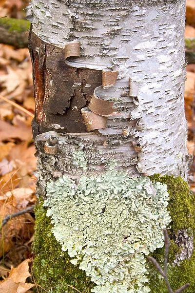 20061841. USA Wisconsin Cumberland Peeling bark and green moss on a white birch tree