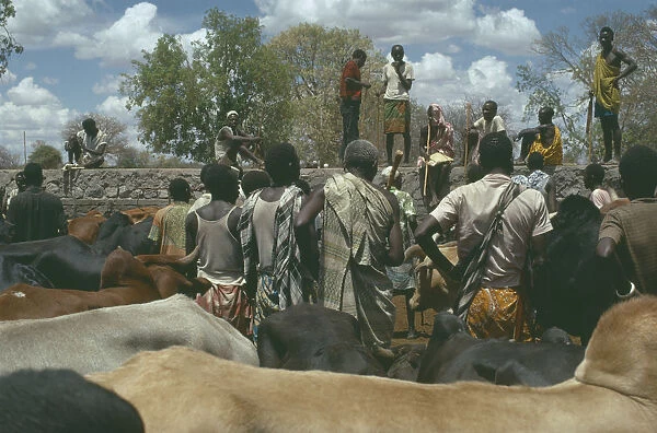 20062354. TANZANIA Dodoma Cattle market
