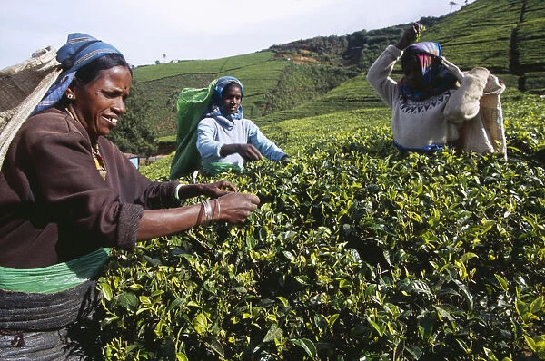 20063294. SRI LANKA Near Nuwara Eliya Female tea pickers working on Labookellie Tea Estate