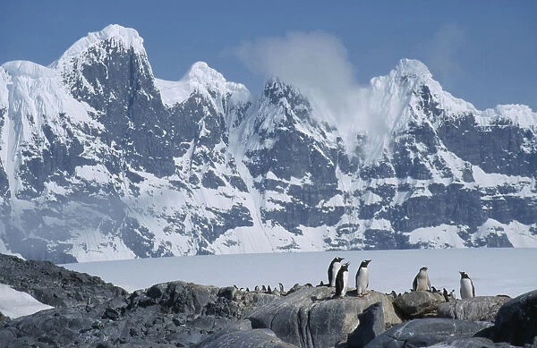 20066224. ANTARCTICA Port Lockroy Gentoo penguins with Seven Sisters mountains behind