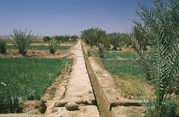 20067581. MOROCCO Sahara Merzouga Irrigation channel through cultivated area