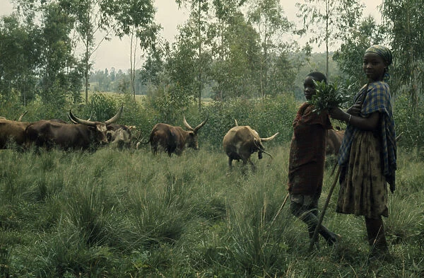 20070777. BURUNDI Tribal People Hutu children and cattle herd