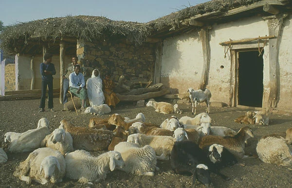 20070823. ERITREA Seraye Province Sheep farmer