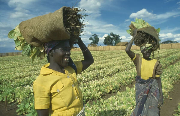 20070990. MALAWI Farming Women working on tobacco farm