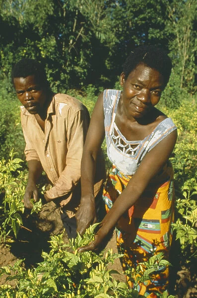 20072141. MALAWI Mulanje Husband and wife working amongst crops