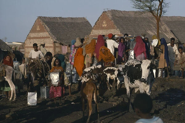 20073139. SUDAN Sahara Eritrean refugees at well with cattle herd and pack donkey