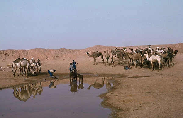 20075115. NIGER Agriculture Camels at waterhole near Zinder