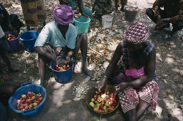 20075210. GAMBIA Agriculture Women seperating the cashew nut from the fruit