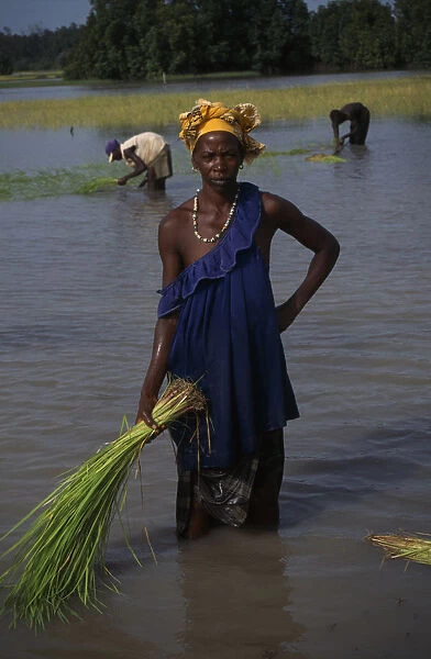 20075211. GAMBIA Agriculture Rice Woman replanting rice