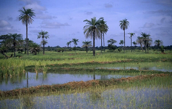 20075218. GAMBIA Agriculture Rice Rice paddy fields with palm trees growing