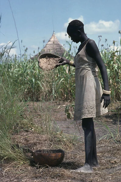 20075252. SUDAN Farming Dinka girl winnowing millet