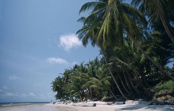 20075610. GABON Landscape Cape esteries.Sandy beach lined with palmtrees