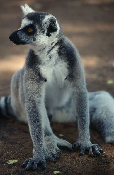 20076179. MADAGASCAR Berenty Reserve Single adult ring-tailed lemur. Lemur catta