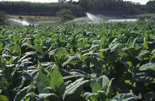 20076266. MALAWI Farming Close view of tobacco crop and spray irrigation