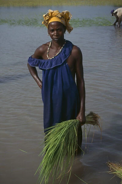 20076570. GAMBIA Agriculture Woman replanting rice in paddy field