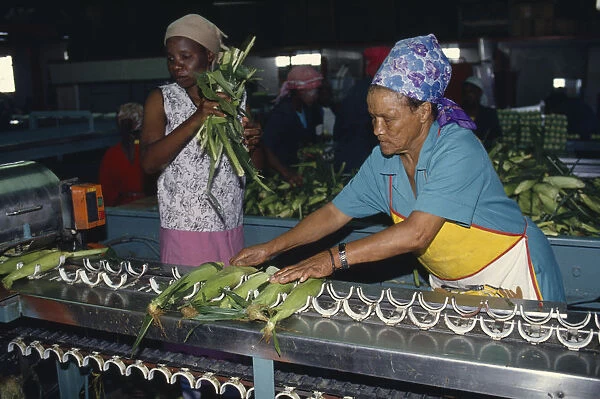 20078441. SOUTH AFRICA Western Cape Industry Women packing sweetcorn at Mooiberg fruit