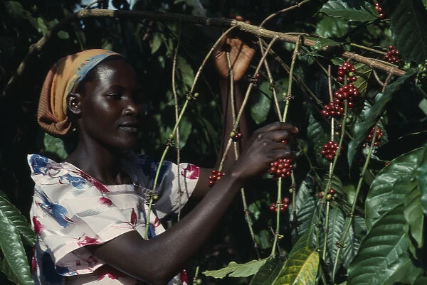 20078585. UGANDA Budongo Village Woman picking coffee