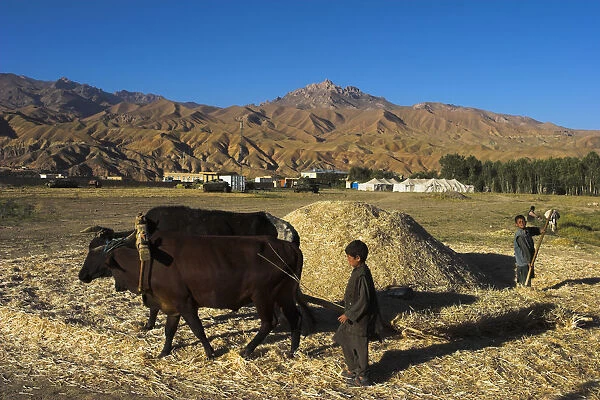 20085262. AFGHANISTAN Bamiyan Province Bamiyan Boy threshing with oxen