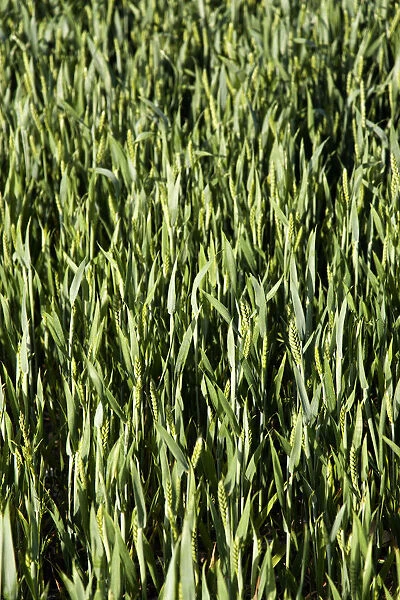 20087490. ENGLAND West Sussex Chichester Field of young green wheat growing