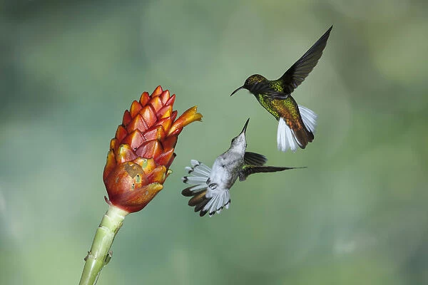 Black-bellied and Coppery-headed Emerald Hummingbirds face off in Costa Rica