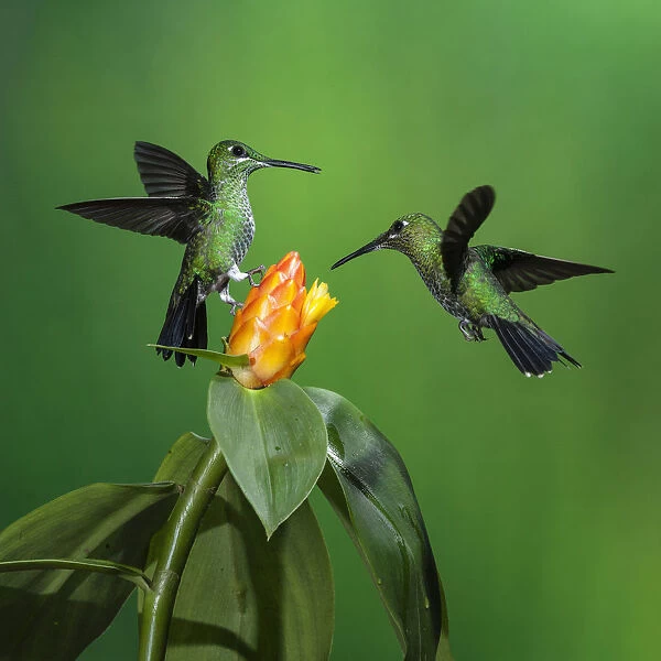 Competition between two Green-crowned Brilliant Hummingbirds in Costa Rica