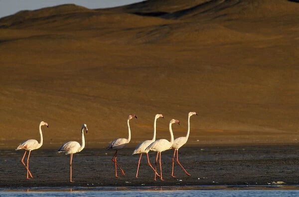 Flock of Greater Flamingoes walking along the edge of the shallow salt pans with sand dunes behind