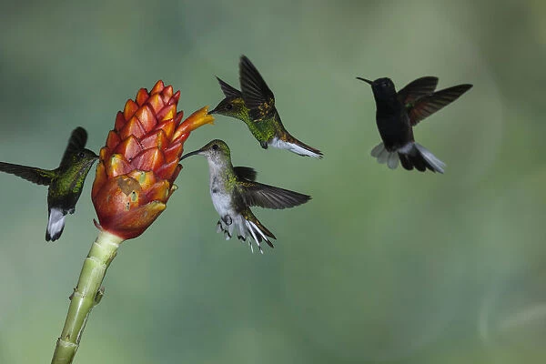 Hummingbird competition on a flower in Costa Rica