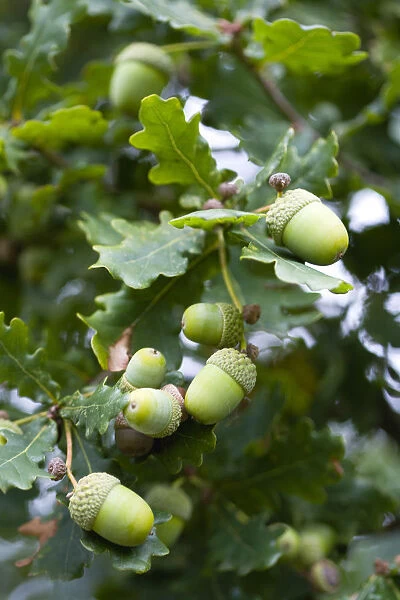 Oak, Quercus robur, Acorns growing on the branches of tree in late summer