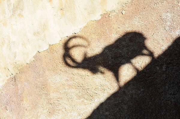 Shadow of Nubian Ibex LA Zoo Griffith Park