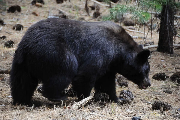 USA, California, Sequoia NP, Black bear