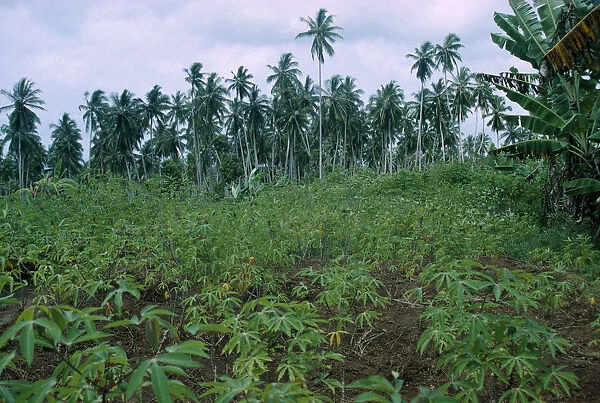 Zanzibar Field of Cassava