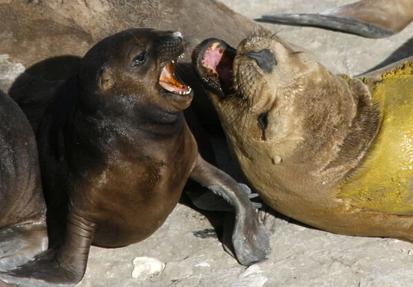 An adult sea lion fights with a pup in Golfo Nuevo