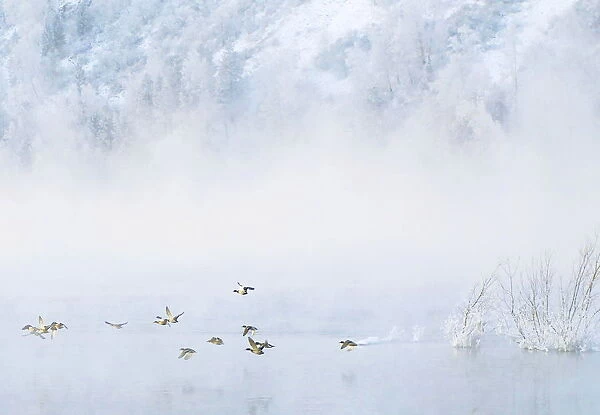 BEST QUALITY AVAILABLE Wild ducks fly across the Siberian river Yenisey at sub-zero