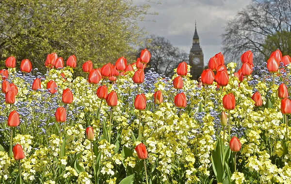 The Big Ben clock tower is seen behind spring flowers in central London