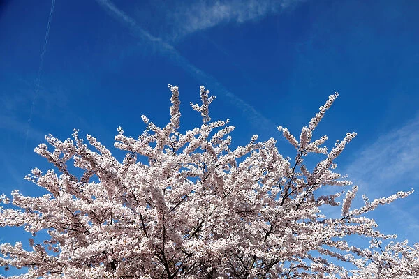 Blooming cherry trees are seen in Fontenay-sous-Bois, near Paris