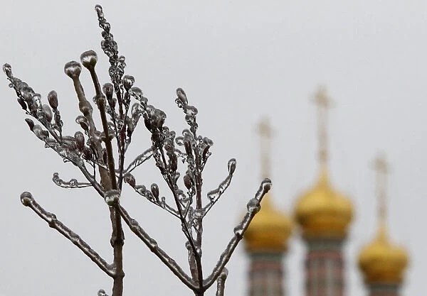 Branches of a tree are covered with ice, with domes of a cathedral seen in the background