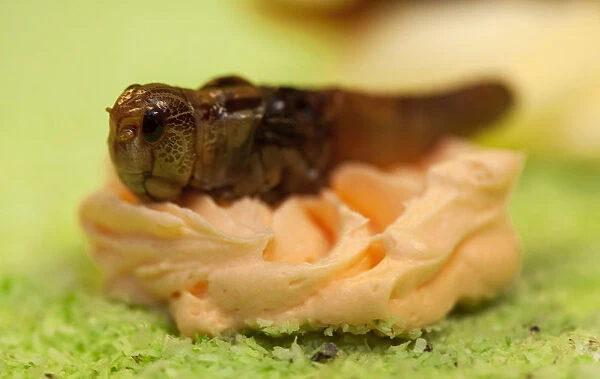 A caramelized locust is used to decorate a cake made of insects at the University of