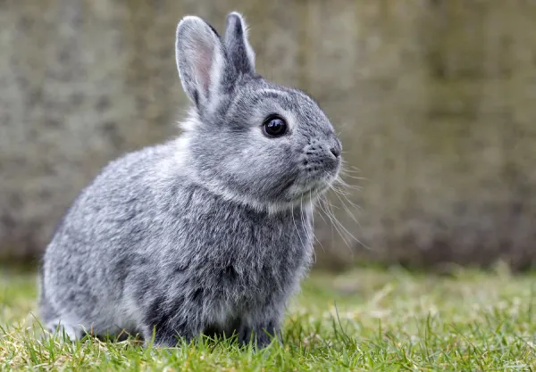 Chinchilla rabbit nibbles grass at rabbit farm in Moosburg