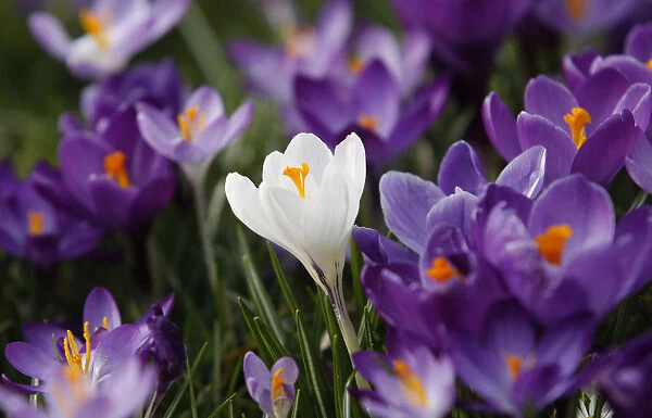 Crocus flowers are pictured in a park in Duesseldorf