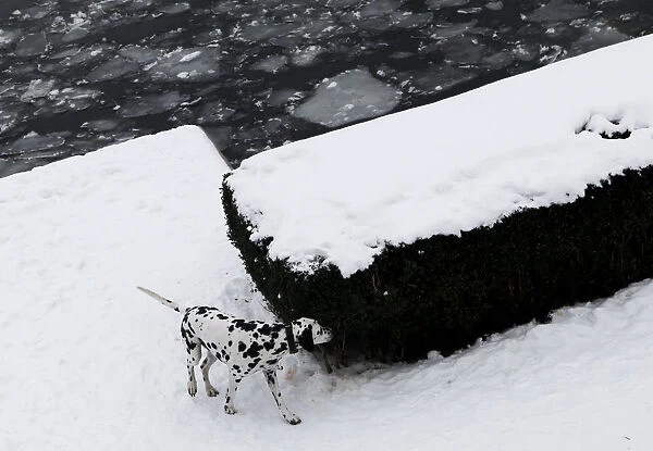 A dalmatian dog sniffs a hedge at embankment of frozen river Spree in Berlin