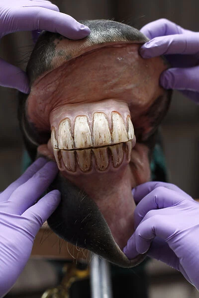 Dentists present the teeth of a horse after they were polished in Bogota