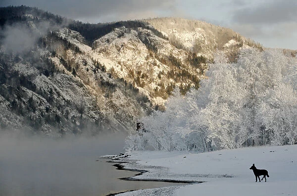A dog stands on the frozen bank of the Yenisei River