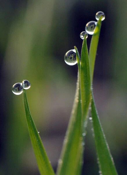 Droplets of morning dew hang onto the leaves of crops in a field in the village of