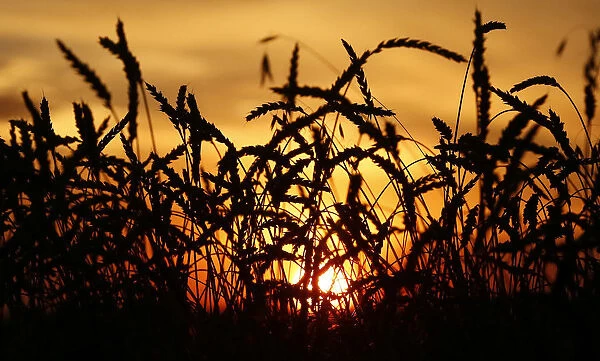 Ears of wheat are seen during sunset on a field of the Solgonskoye farming company